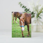 Carte Postale Châtaigne mouillée (Debout devant)