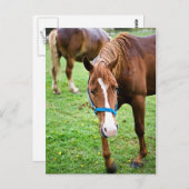 Carte Postale Châtaigne mouillée (Devant / Derrière)