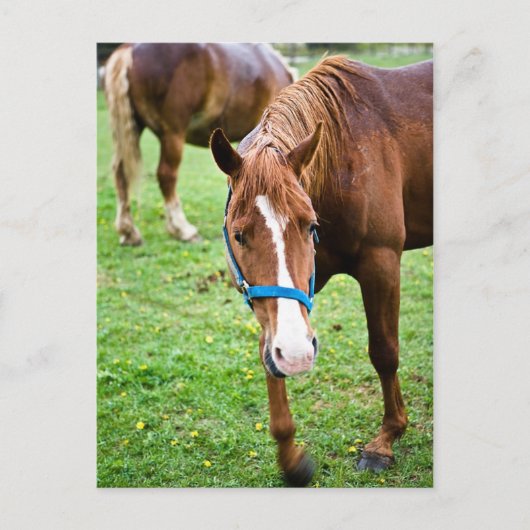 Carte Postale Châtaigne mouillée (Devant)
