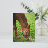 Carte Postale Châtaigner après bain (Debout devant)