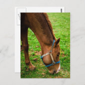 Carte Postale Châtaigner après bain (Devant / Derrière)