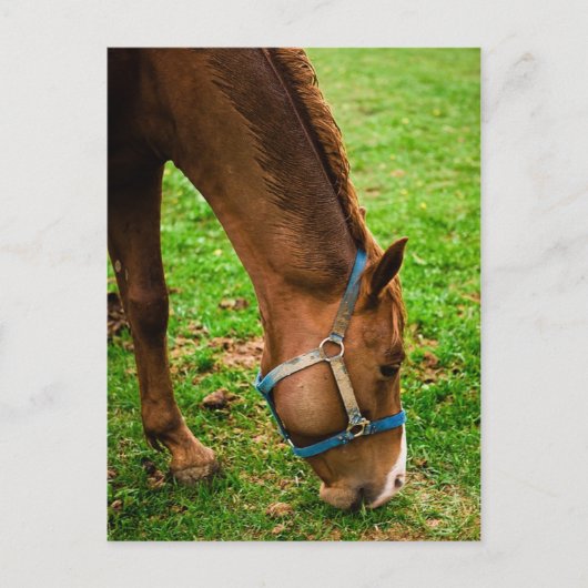 Carte Postale Châtaigner après bain (Devant)