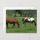 Carte Postale Châtaignes et pinto (Devant / Derrière)