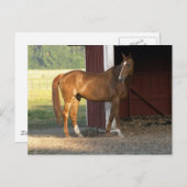 Carte Postale Châtaignier (Devant / Derrière)