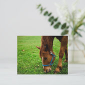 Carte Postale Châtaignier à pâte (Debout devant)