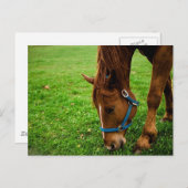 Carte Postale Châtaignier à pâte (Devant / Derrière)