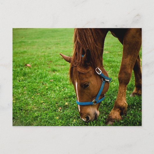 Carte Postale Châtaignier à pâte (Devant)