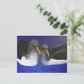 Carte Postale Chatham Albatross (Thalassarche eremita) (Debout devant)