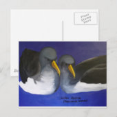 Carte Postale Chatham Albatross (Thalassarche eremita) (Devant / Derrière)