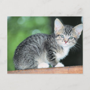 Carte Postale Chaton
