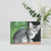 Carte Postale Chaton (Debout devant)