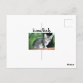 Carte Postale Chaton (Dos)