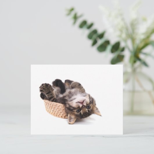 Carte Postale chaton (Debout devant)