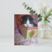 Carte Postale chaton 2 semaines (Debout devant)