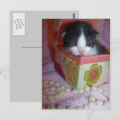 Carte Postale chaton 2 semaines (Devant / Derrière)