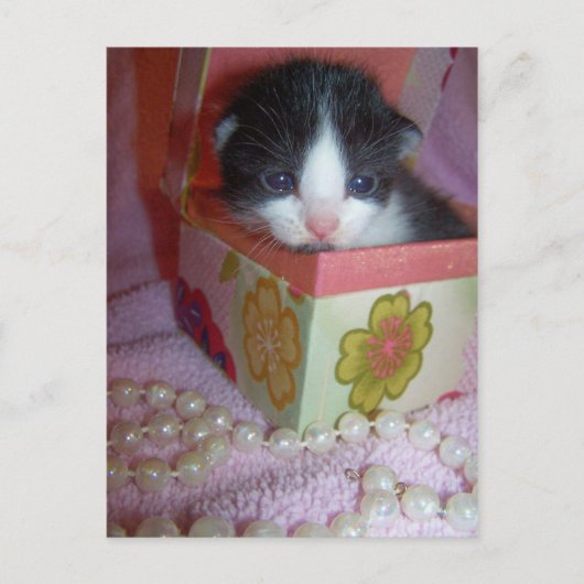 Carte Postale chaton 2 semaines (Devant)