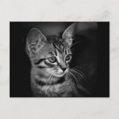 Carte Postale chaton-405331 chaton blanc noir chaton blanc c (Devant)