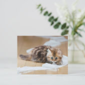 Carte Postale chaton à rouleaux de papier (Debout devant)