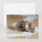 Carte Postale chaton à rouleaux de papier (Devant / Derrière)