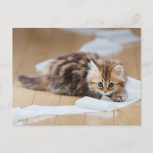 Carte Postale chaton à rouleaux de papier (Devant)