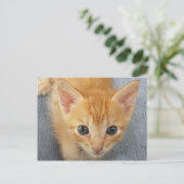 Carte Postale Chaton à table orange (Debout devant)
