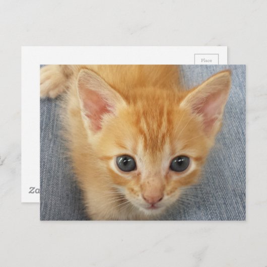 Carte Postale Chaton à table orange (Devant / Derrière)