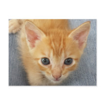 Chaton à table orange