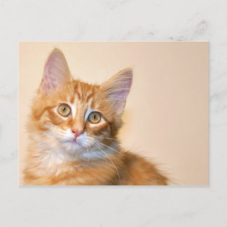 Carte Postale Chaton à table orange