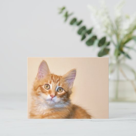 Carte Postale Chaton à table orange (Debout devant)