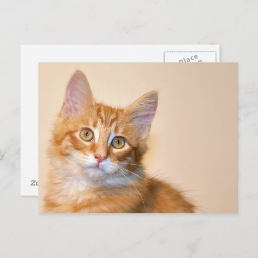 Carte Postale Chaton à table orange (Devant / Derrière)