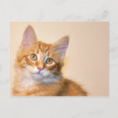 Carte Postale Chaton à table orange (Devant)