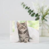 Carte Postale chaton américain (Debout devant)