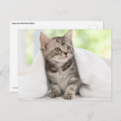 Carte Postale chaton américain (Devant / Derrière)