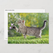 Carte Postale chaton américain (Devant / Derrière)