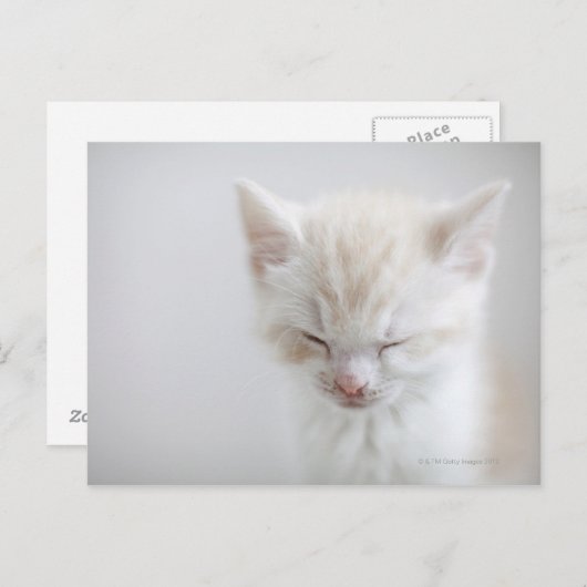 Carte Postale Chaton blanc dormant (Devant / Derrière)