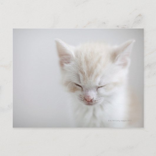 Carte Postale Chaton blanc dormant (Devant)