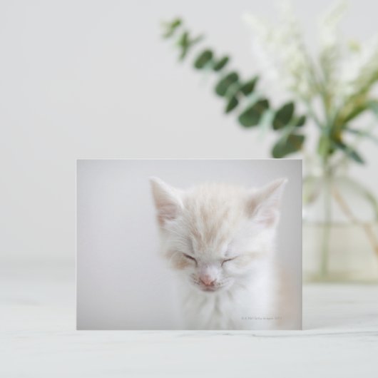 Carte Postale Chaton blanc dormant (Debout devant)
