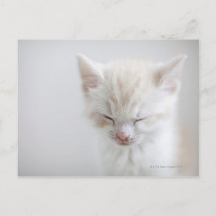 Carte Postale Chaton blanc dormant