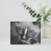 Carte Postale Chaton blanc doux aux yeux bleus (Debout devant)