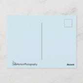 Carte Postale Chaton blanc doux aux yeux bleus (Dos)