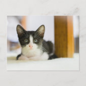 Carte Postale Chaton blanc et noir doux (Devant)