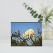 Carte Postale Chaton blanc sur un amandier (Debout devant)