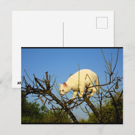 Carte Postale Chaton blanc sur un amandier (Devant / Derrière)