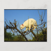 Carte Postale Chaton blanc sur un amandier (Devant)