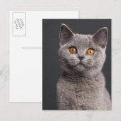 Carte Postale Chaton britannique de Shorthair (3 mois) (Devant / Derrière)