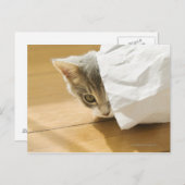 Carte Postale Chaton caché dans un sac en papier (Devant / Derrière)