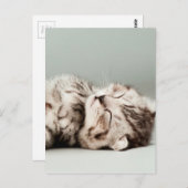 Carte Postale chaton, chat, chatte à tabby mignonne, chats migno (Devant / Derrière)