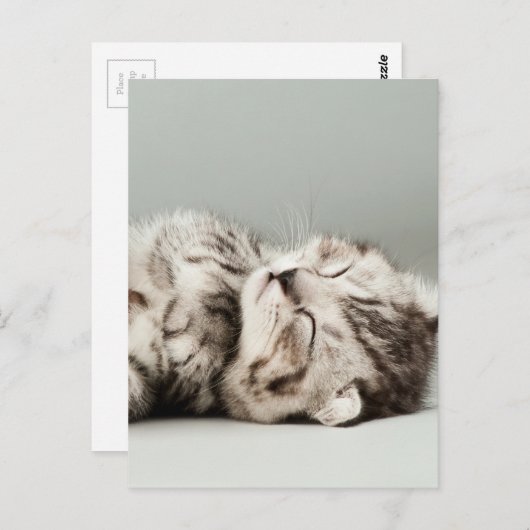 Carte Postale chaton, chat, chatte à tabby mignonne, chats migno (Devant / Derrière)