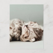 Carte Postale chaton, chat, chatte à tabby mignonne, chats migno (Devant)