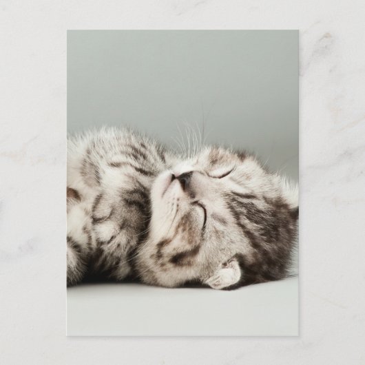 Carte Postale chaton, chat, chatte à tabby mignonne, chats migno (Devant)